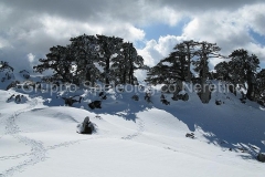 Raid Pollino 2008