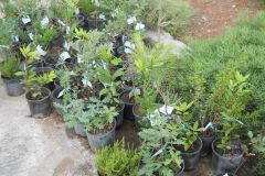 flora-locale