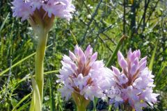 orchidea-piramidale-rosa