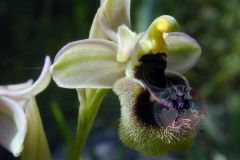 orchidea